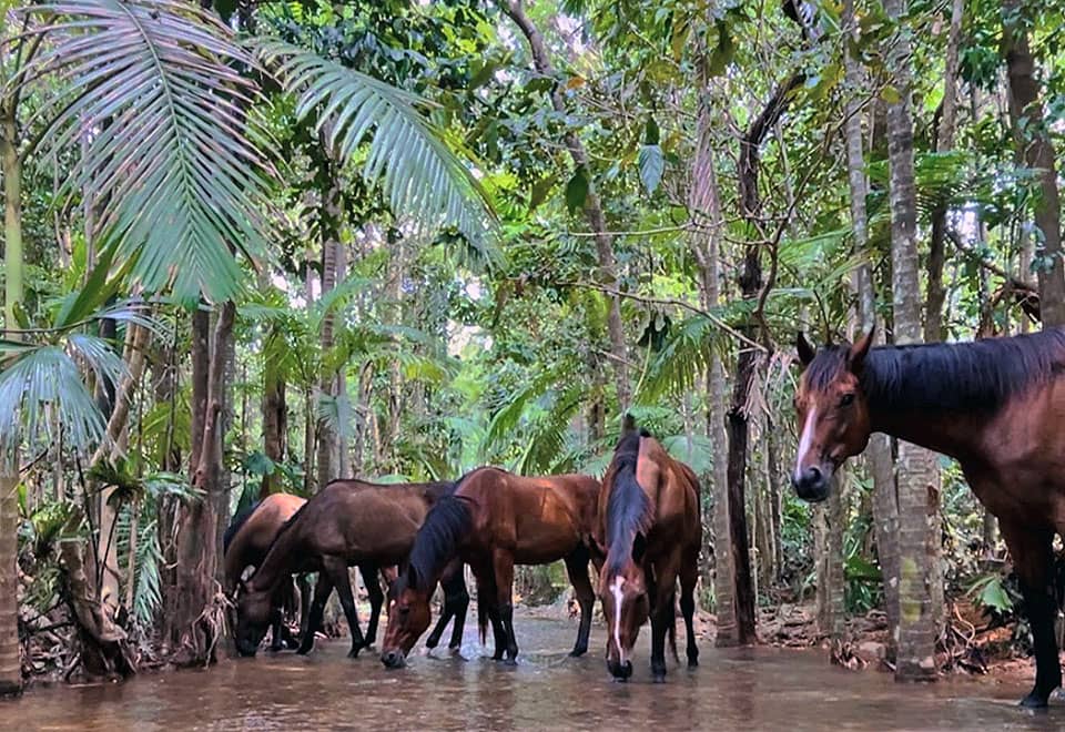 Cape Trib Horse Rides