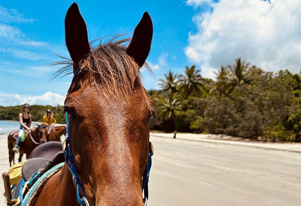 Cape Trib Horse Rides