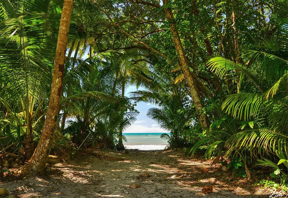 Cape Tribulation Camping